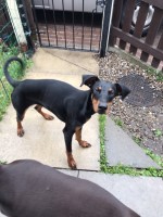 10month old doberman Doberman Pinscher for sale/adoption