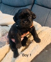 Pug X Shitzu pups Shih Poo for sale/adoption