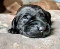 Stunning Black Labrador Litter - Assured Breeder - Fully Health Screened - Est 2000 Labrador Retriever for sale/adoption