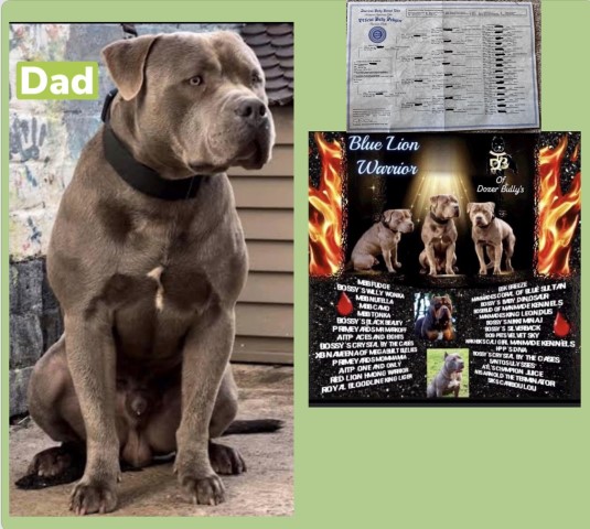 Beautiful big xl American bully’s