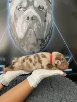 QUALITY XL BULLYS American Bulldog for sale/adoption