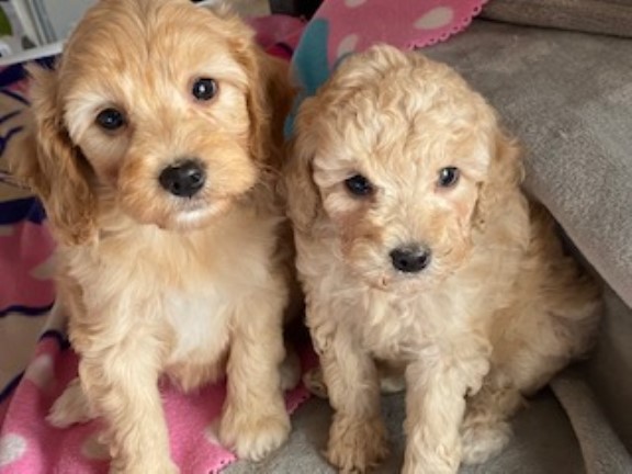 CHARMING AND CHEEKY CAVAPOO PUPPIES - LOW SHEDDING