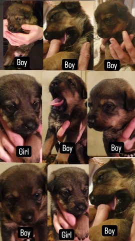 German shepherd cross rottweiler puppies