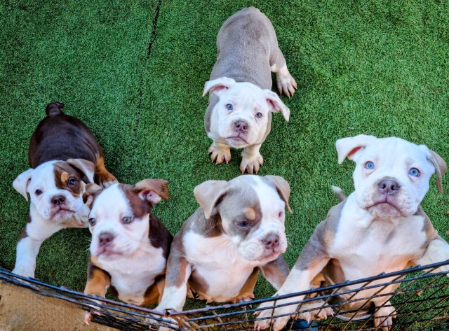 English Bulldog puppy for sale + 37641