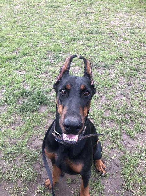Black & Tan Female Doberman Born Mar2022 For Sale