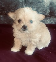 ??Ready Now ?? Tiny Ma-chi Maltese for sale/adoption