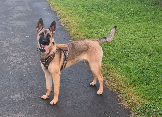 7 month Belgium malinois female