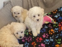Bichon Frise thumbnail