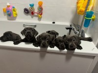 Staffordshire Bull Terrier thumbnail