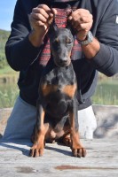Beautiful Strong Dobermann Puppy from BrutalDragons Doberman Pinscher for sale/adoption