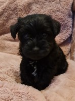 Miniature schnauzer puppies 1 boy available Miniature Schnauzer for sale/adoption