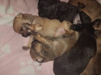 French bulldog cross toy poodle puppies French Bulldog for sale/adoption