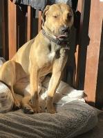 Presa canario for sale Perro De Presa Canario for sale/adoption