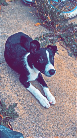 Female border collie