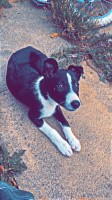 Female border collie Border Collie for sale/adoption