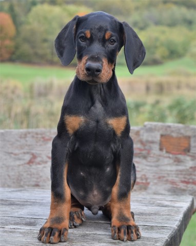 Beautiful Strong European Dobermann Puppy