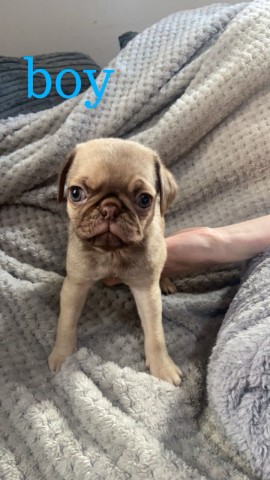 Beautiful Male pug puppy