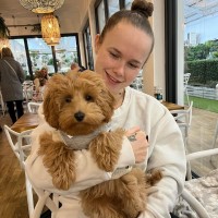 Frankie The Loving Cockapoo Cockapoo for sale/adoption