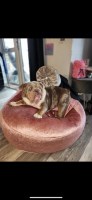 English bulldog English Bulldog for sale/adoption