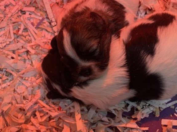 Shih Tzu puppy for sale + 37445