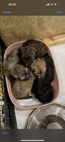 Beautiful Shihpoo girls for sale