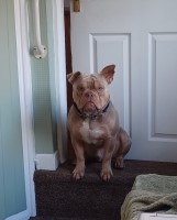 American bully rehome male. American Bulldog for sale/adoption