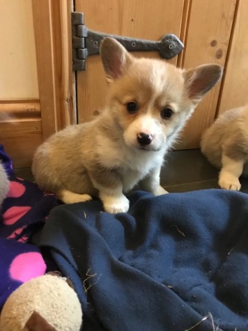 Pembroke Welsh Corgi puppy for sale + 37137