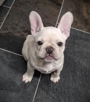 French bulldog puppies French Bulldog for sale/adoption