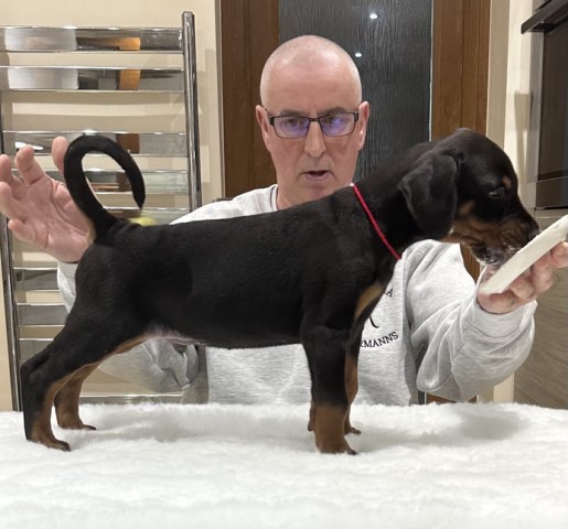 Top Quality Dobermann Puppies For Sale