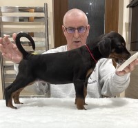 Top Quality Dobermann Puppies For Sale Doberman Pinscher for sale/adoption