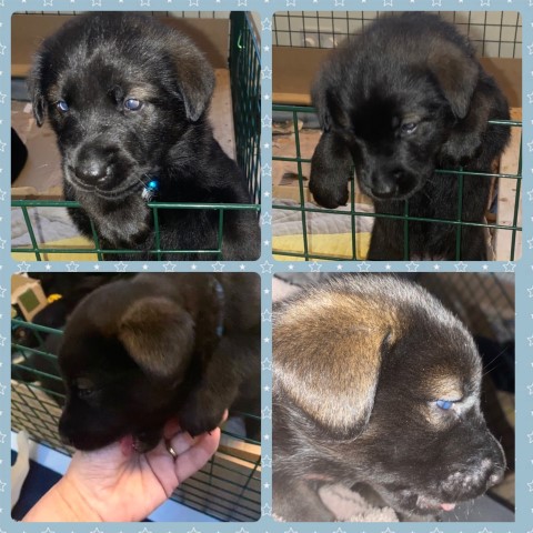 Labraskan puppies for sale