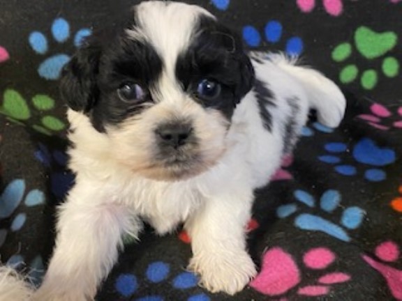 CUTE AND CUDDLY - SHIHCHON PUPPIES