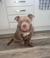 Pocket bully 1 year and a half American Bulldog for sale/adoption