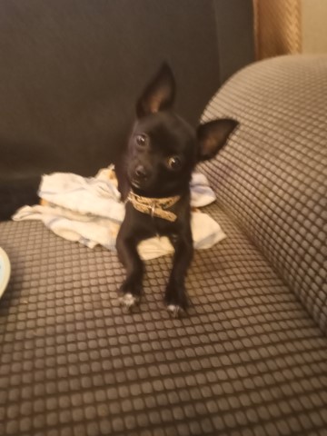 Chihuahua puppy for sale + 37361