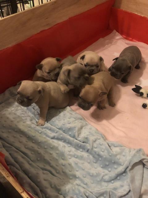 French bulldog puppies