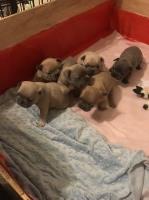 French bulldog puppies French Bulldog for sale/adoption