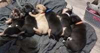 Beautiful blue carrier Jack Russell puppies for sale Jack Russell Terrier for sale/adoption