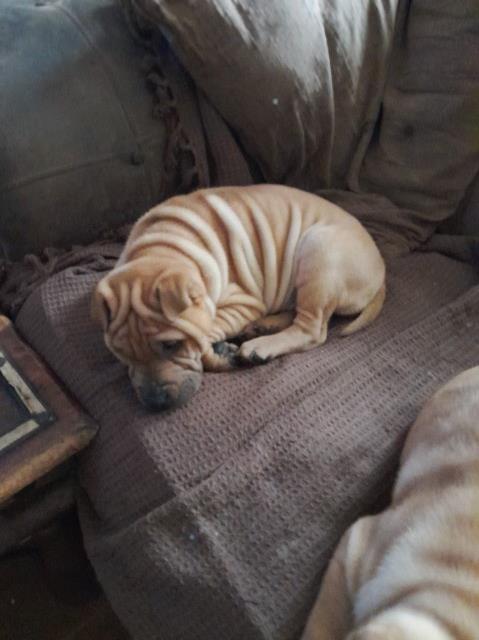 Chinese Shar Pei puppy for sale + 37297