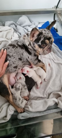 French Bulldog Puppies