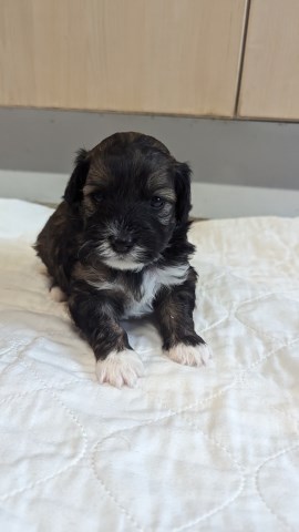 Maltipoo puppy for sale + 37402