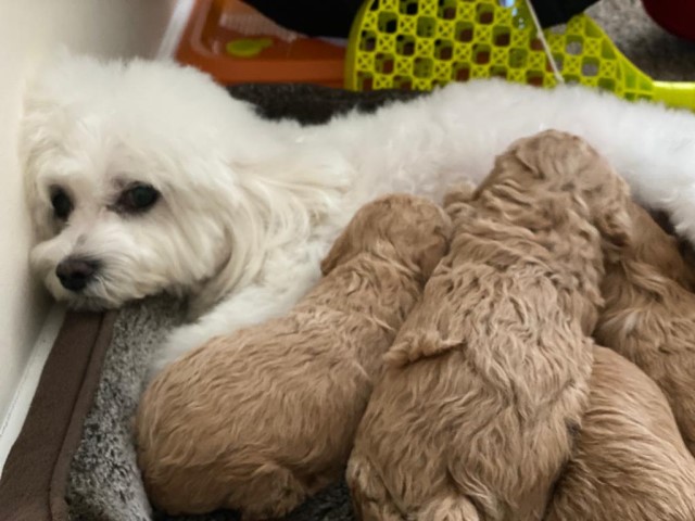 Amazing champagne maltipoo puppies for sale