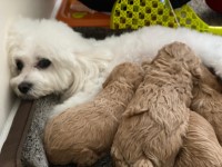 Amazing champagne maltipoo puppies for sale Maltipoo for sale/adoption
