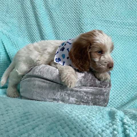 6 STUNNING COCKAPOO PUPPIES GREAT YARMOUTH