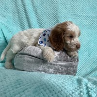 6 STUNNING COCKAPOO PUPPIES GREAT YARMOUTH Cockapoo for sale/adoption