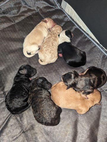 Cockapoo puppies for sale