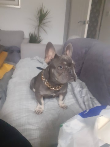 French Bulldog puppy for sale + 37218