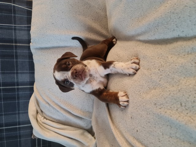 Olde English bulldogge puppies