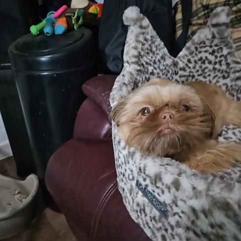 imperial shihtzu boy 8 months old
