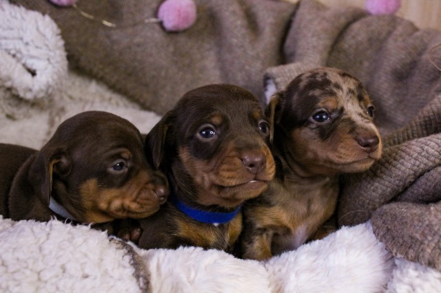 KC reg. Miniature Dachshund puppies