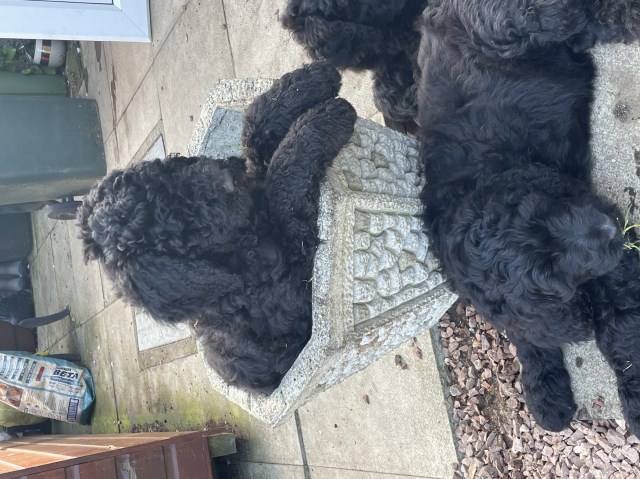 Golden Bernedoodle Puppies